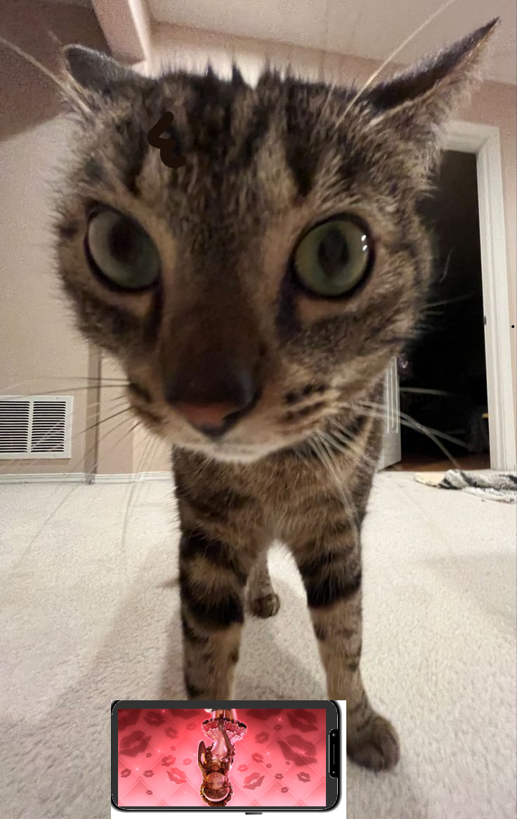 Cute cat 1