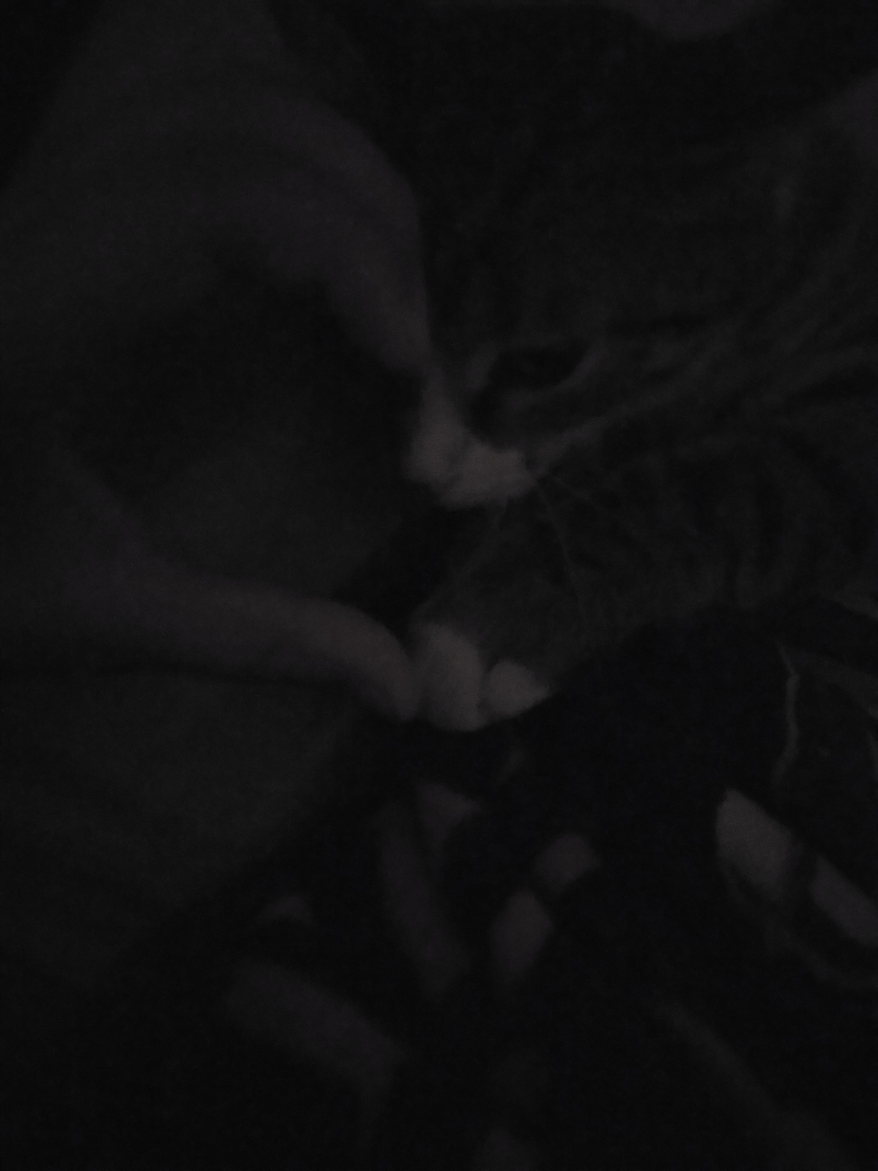 Cute cat 11