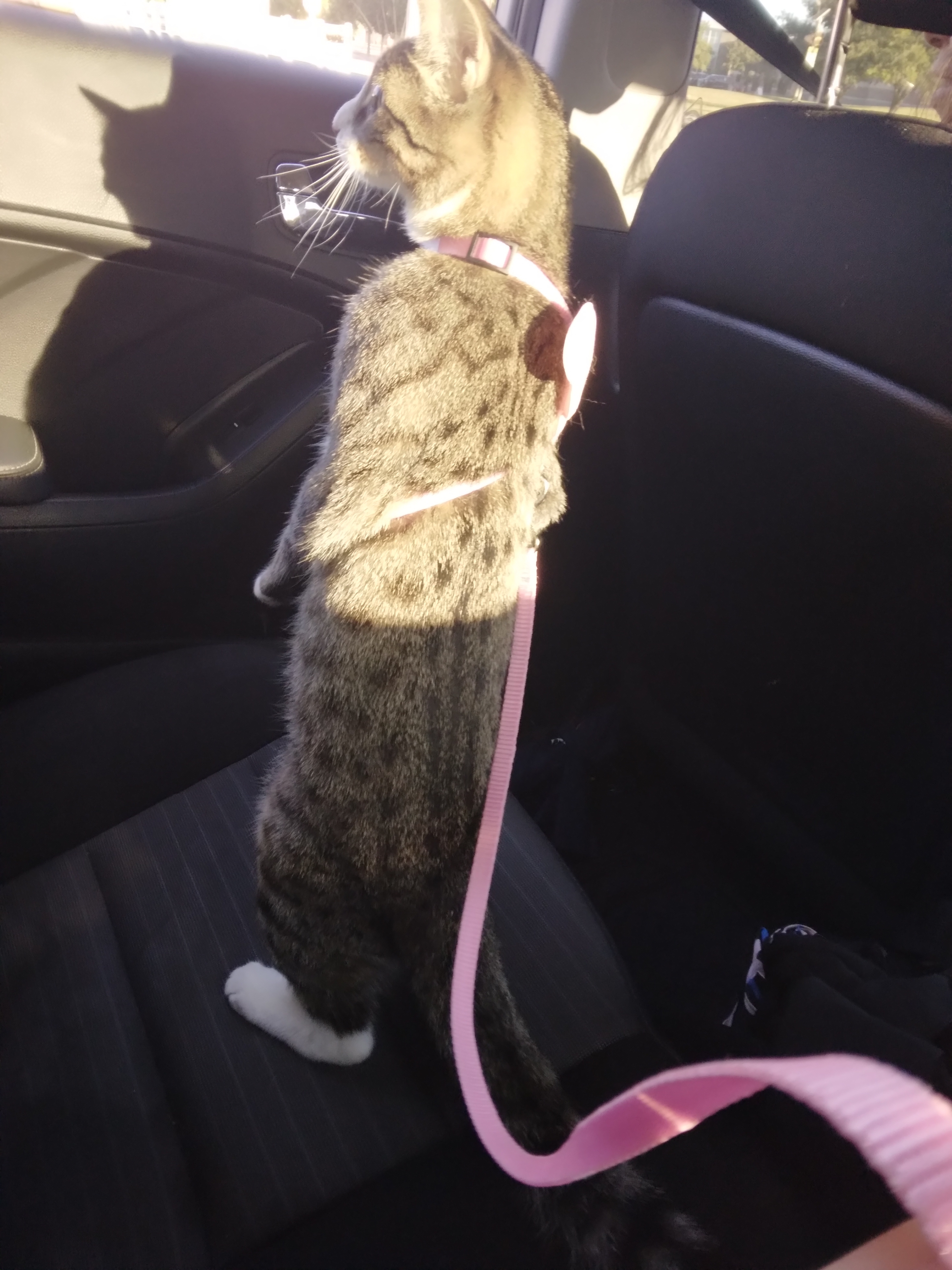 Cute cat 12