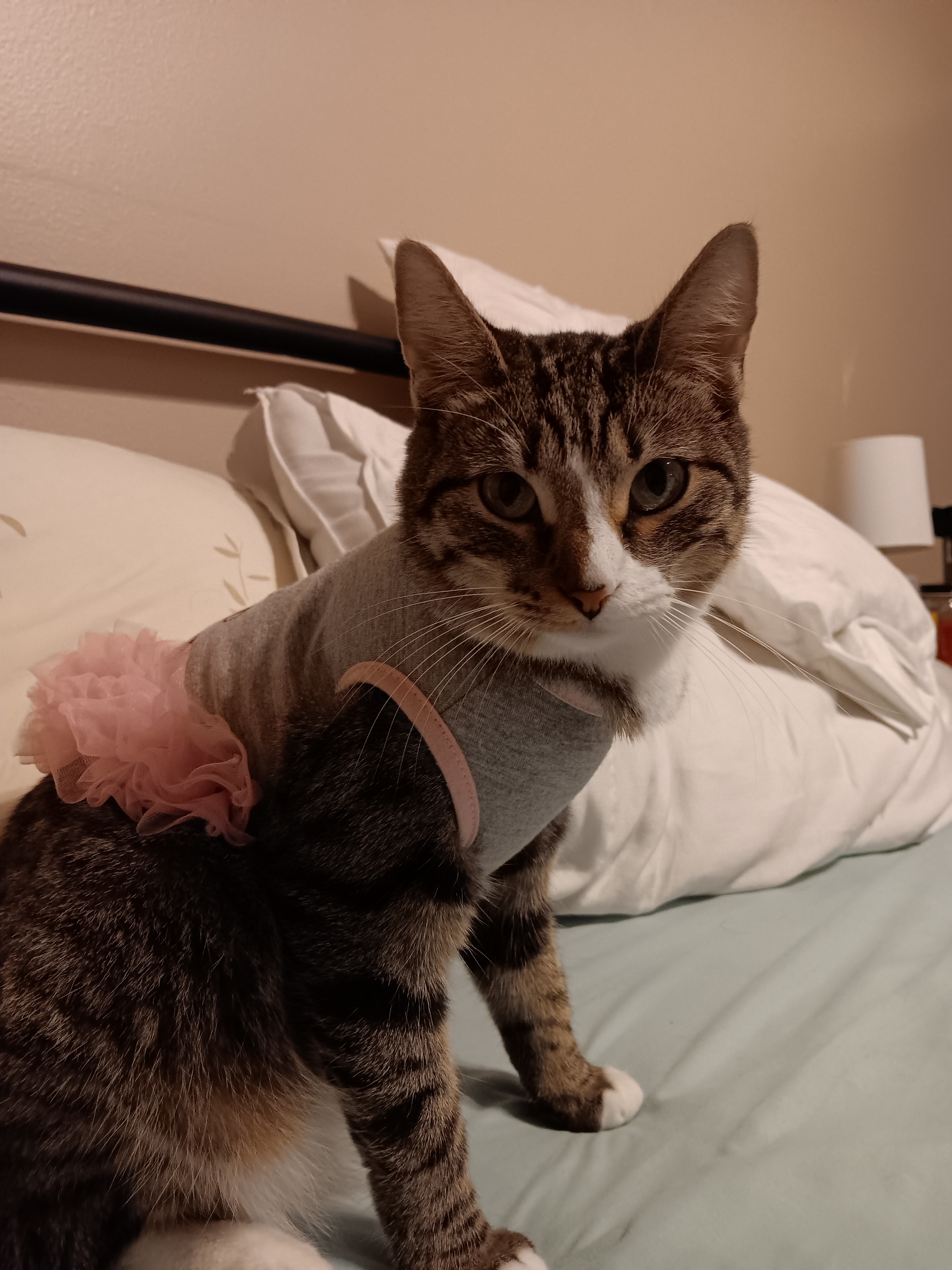 Cute cat 13