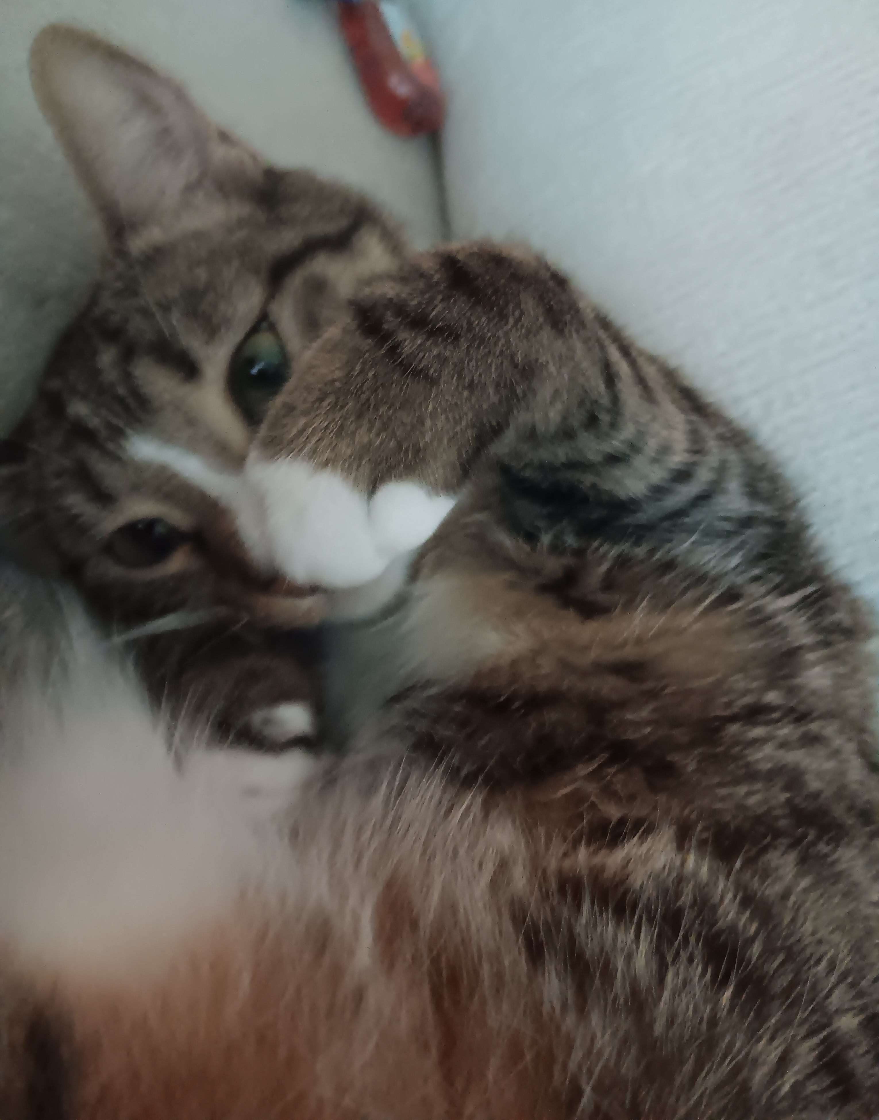 Cute cat 14
