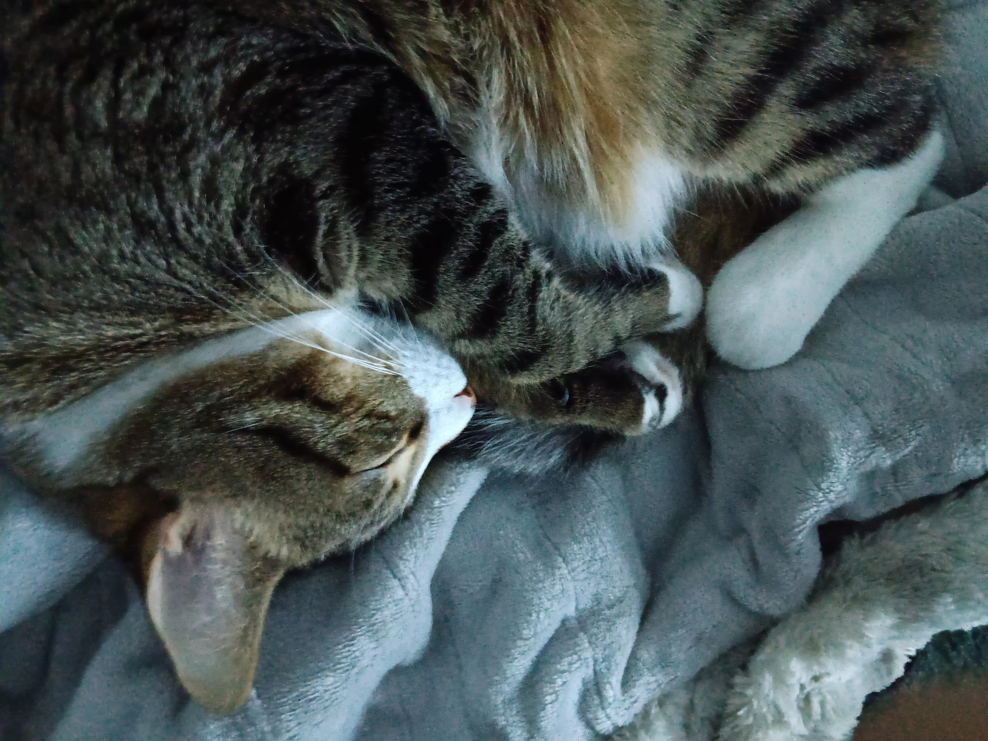 Cute cat 15