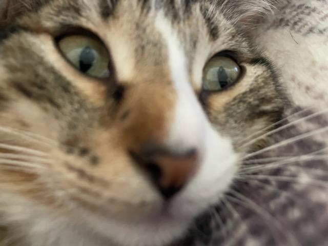 Cute cat 16
