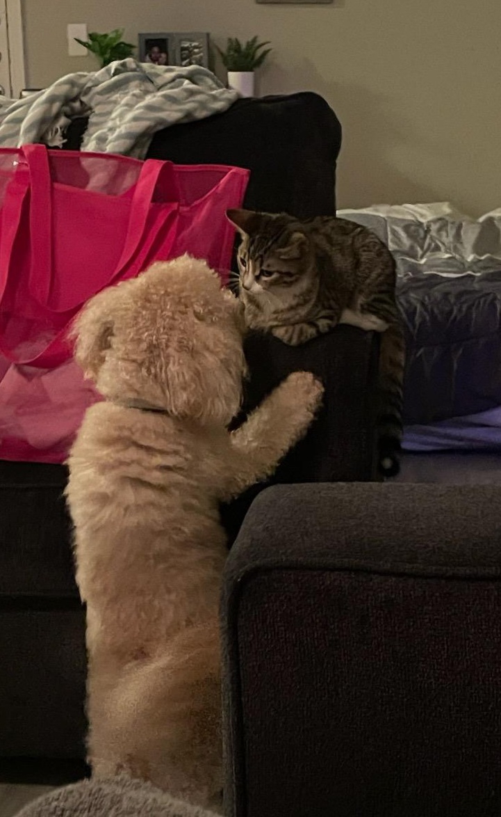 Cute cat 17