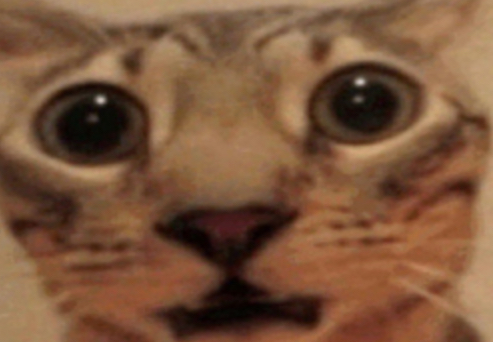 Cute cat 2