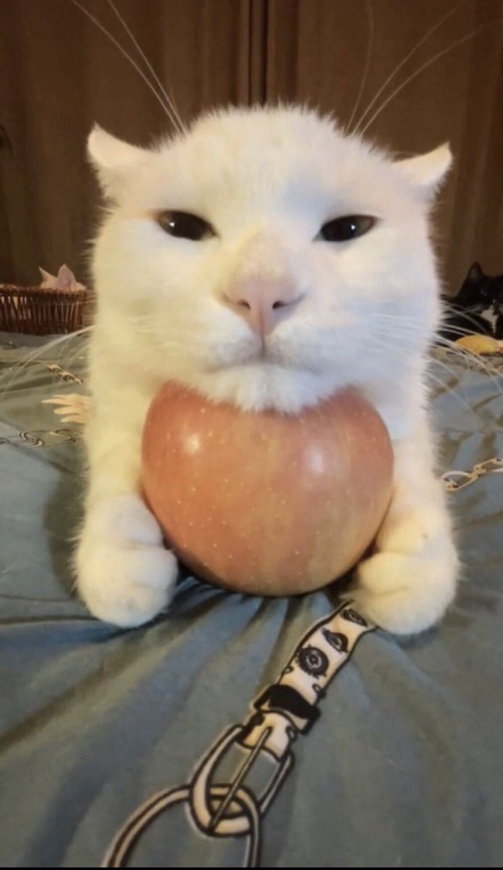 Cute cat 8