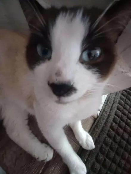 Cute cat 4