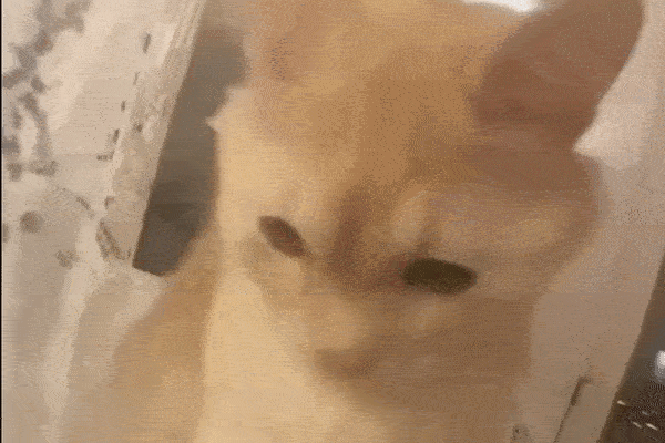 Cute cat 5