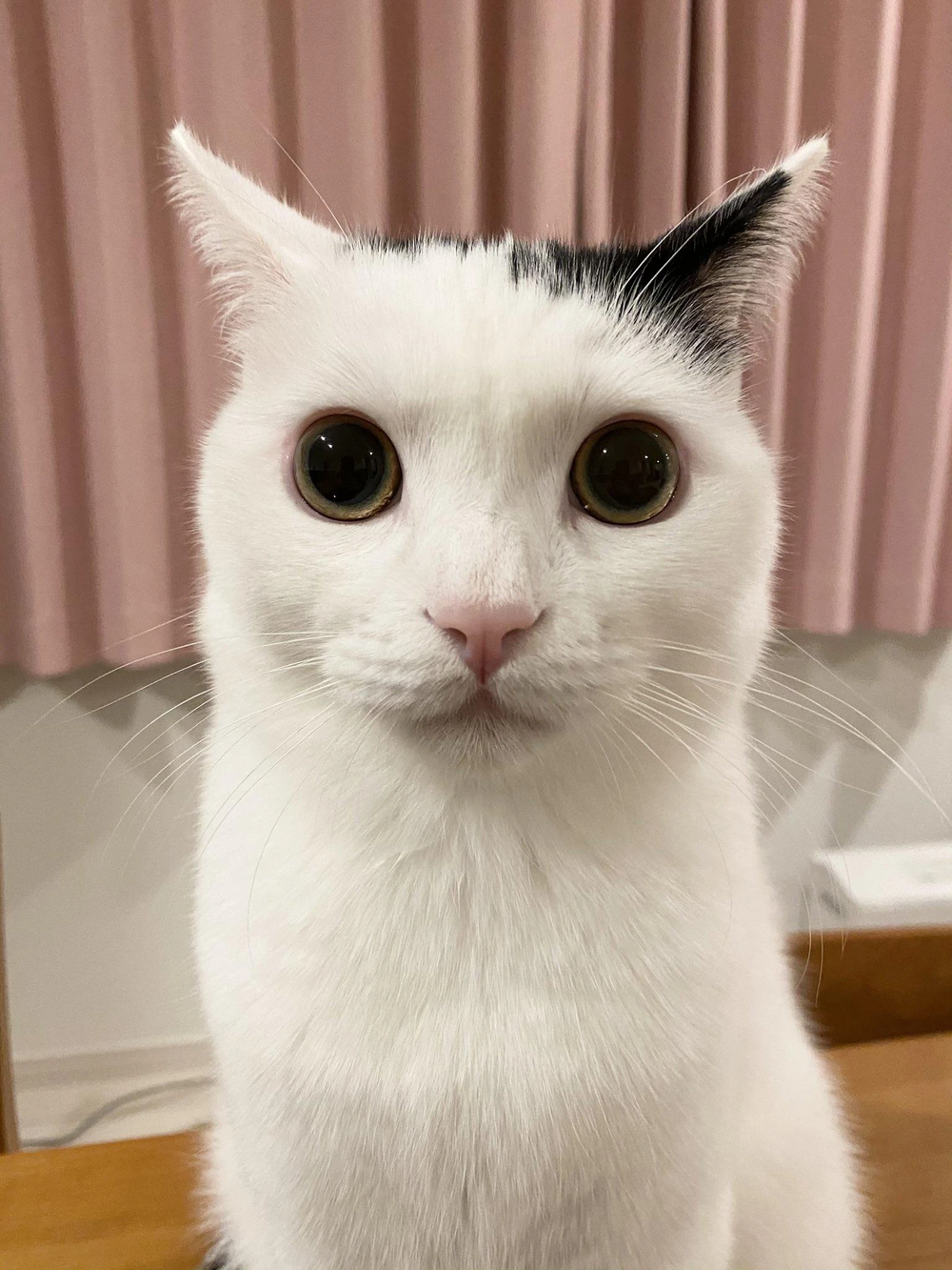 Cute cat 7