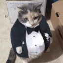 Cute cat 3