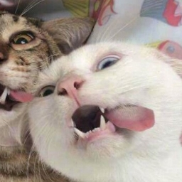 Cute cat 6