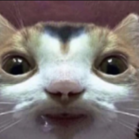 Cute cat 9