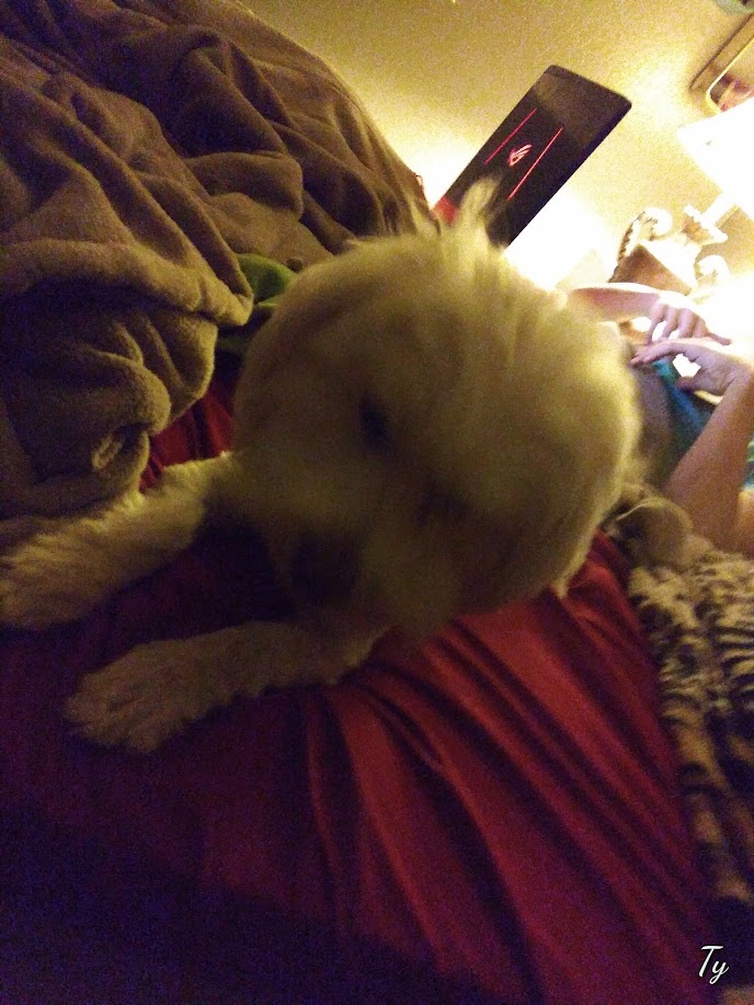 my dog :3