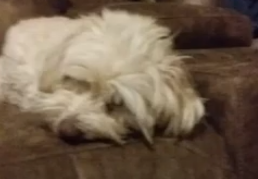 my same silly doggo