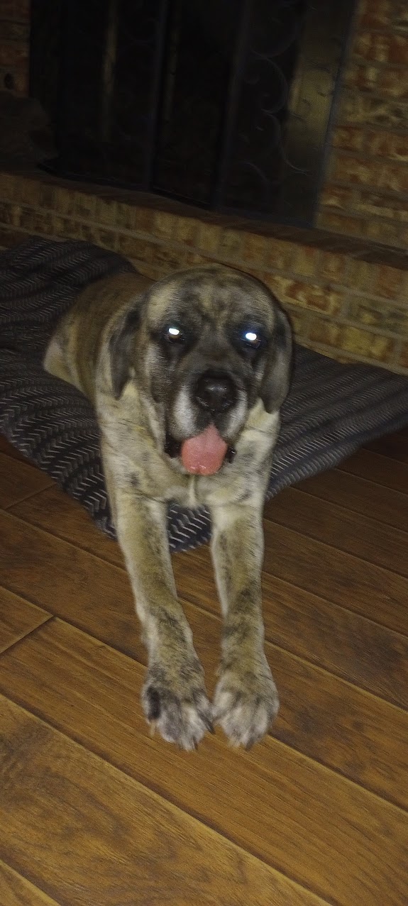 my other doggy